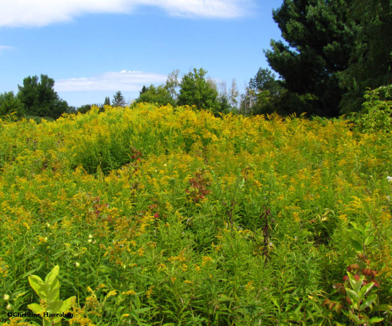 Goldenrods in the Old Field habitat