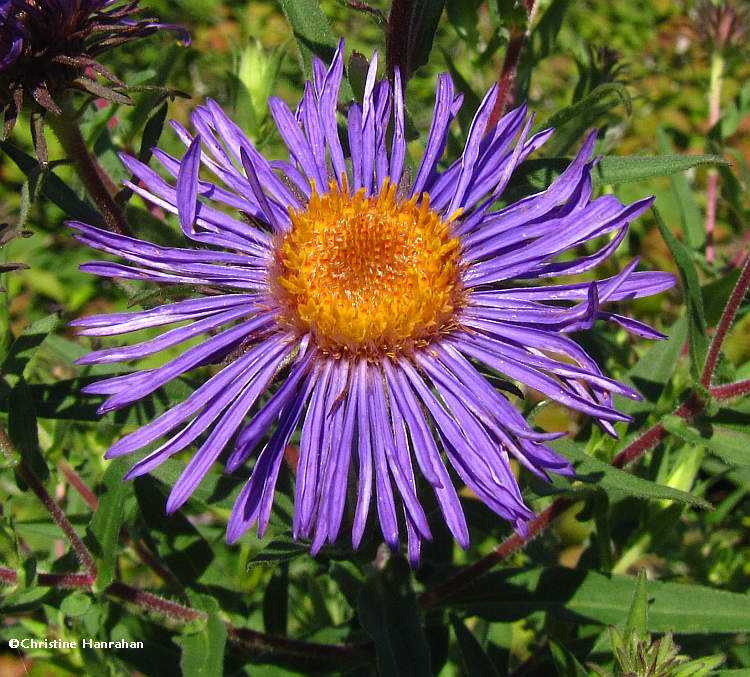 New England Aster