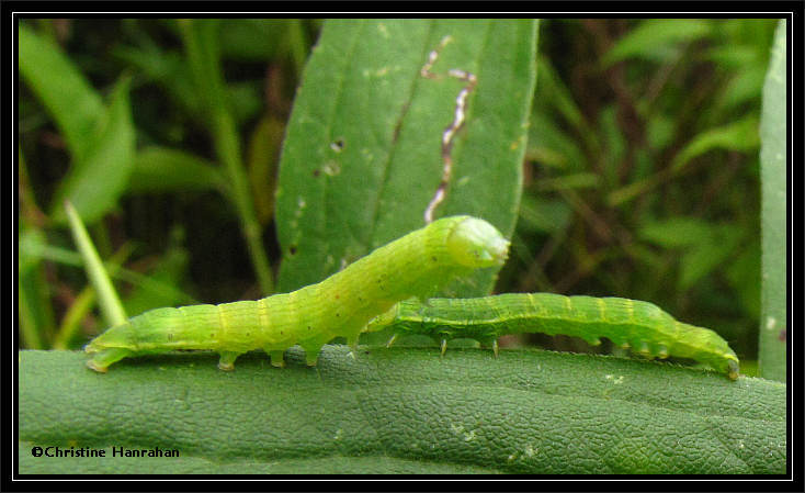 Two caterpillars