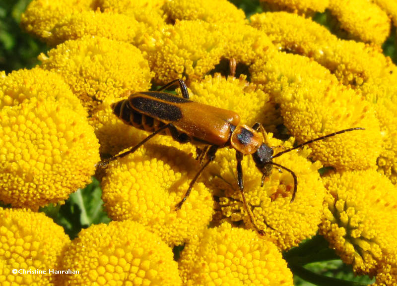 Pennsylvania leatherwing (Chauliognathus pensylvanicus) on tansy