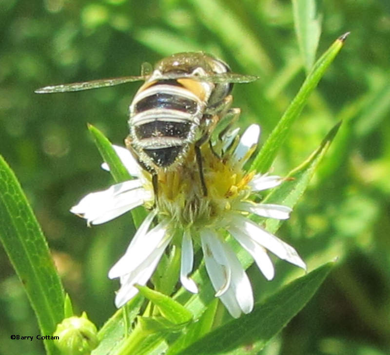 Hover fly (Eristalis sp.)