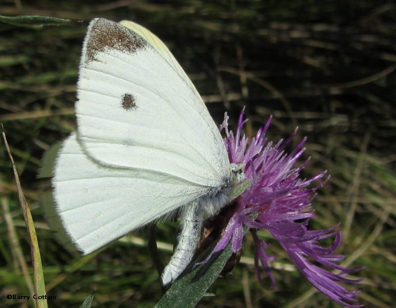 Male Cabbage white (Pieris rapae) caught by ambush bug