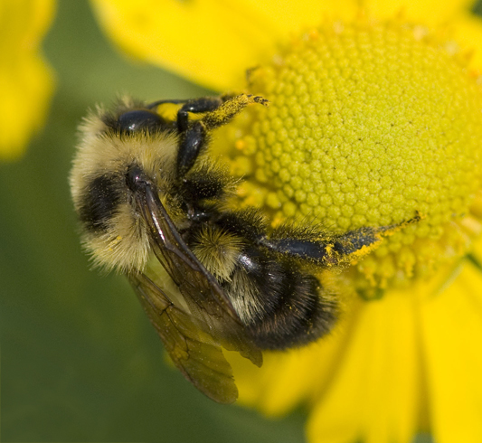 Bumblebee (Bombus)