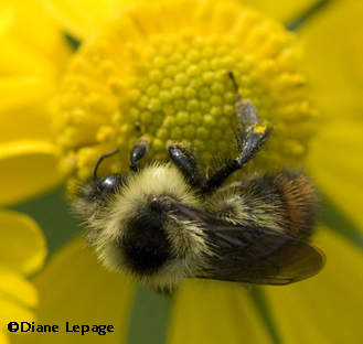 Red-banded bumblebee (Bombus ternarius)