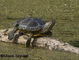 Red-eared slider