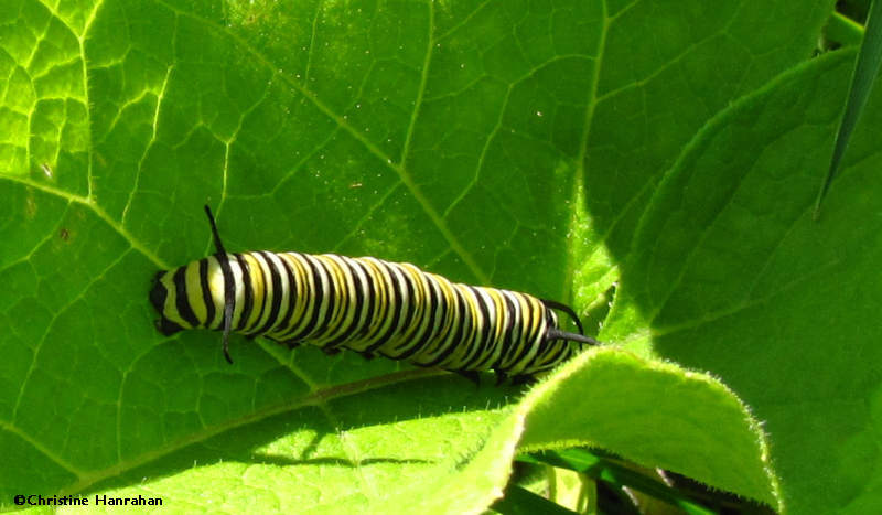 Monarch caterpillar on burdock