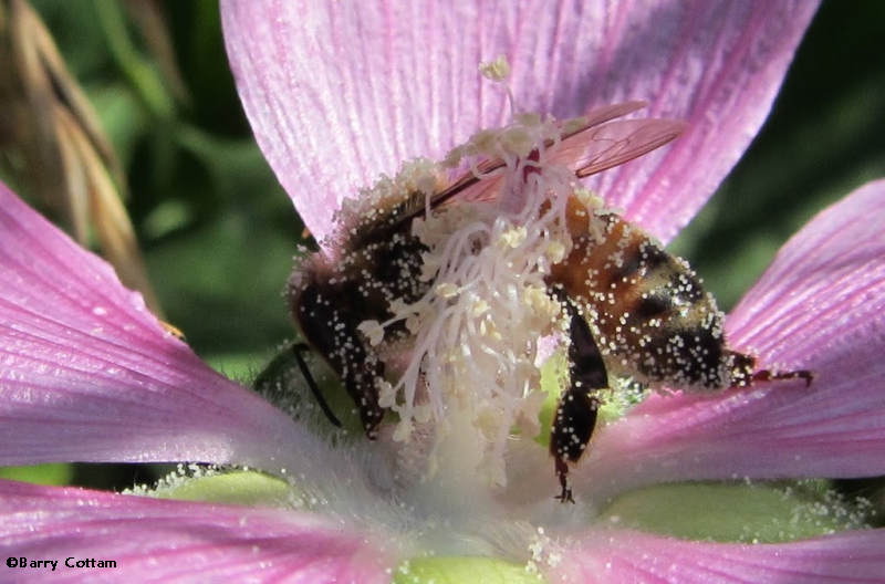 Honey bee (Apis mellifera)