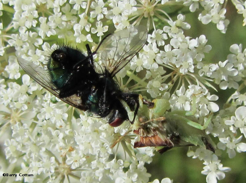 Ambush Bug (Phymata) with bluebottle fly (Lucilia</em) on common milkweed