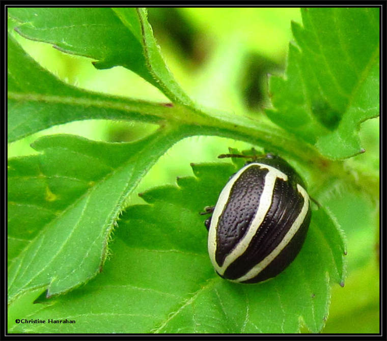 Ragweed Leaf beetle (Zygogramma suturalis) on Beggarticks