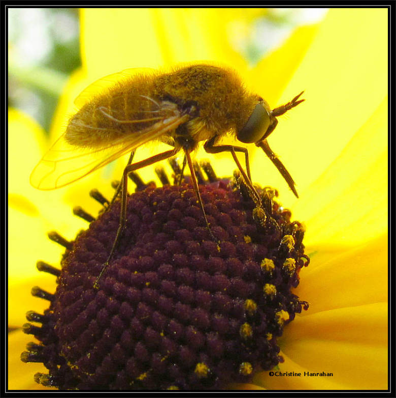 Bee fly (<em>Sparnopolius confusus</em>)
