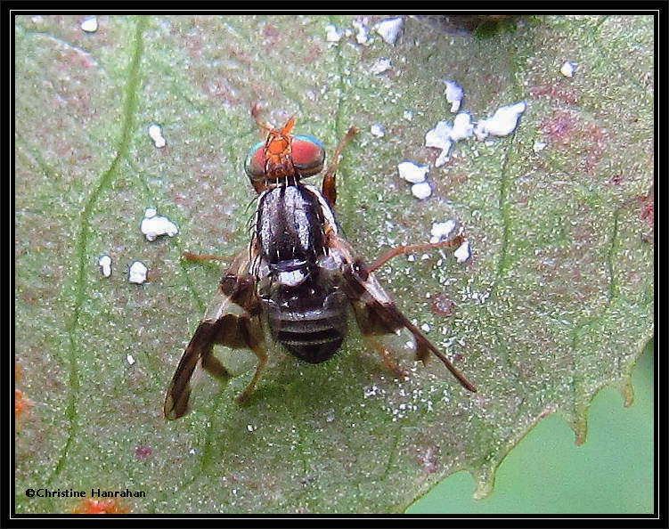 Fruit fly (Rhagoletis pomonella)