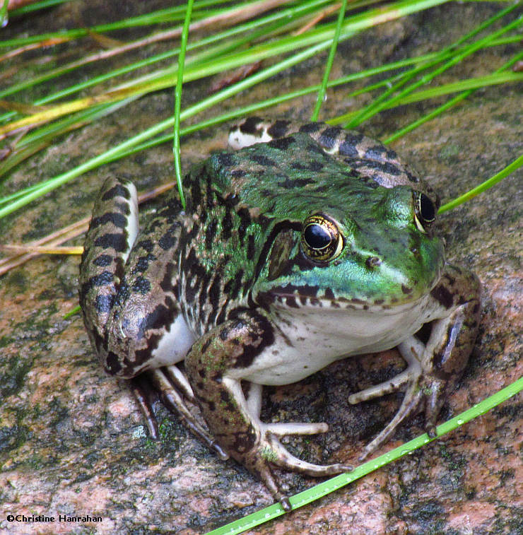 Green frog (Rana clamitans) in BYG Pond