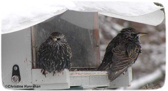 European starlings