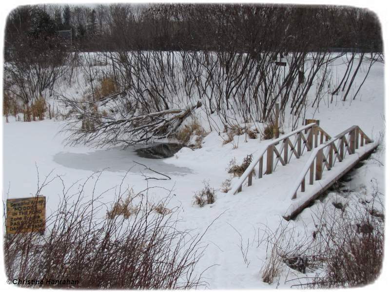 Pond in winter