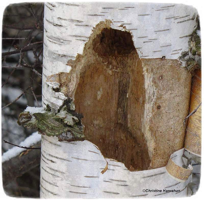 Woodpecker work