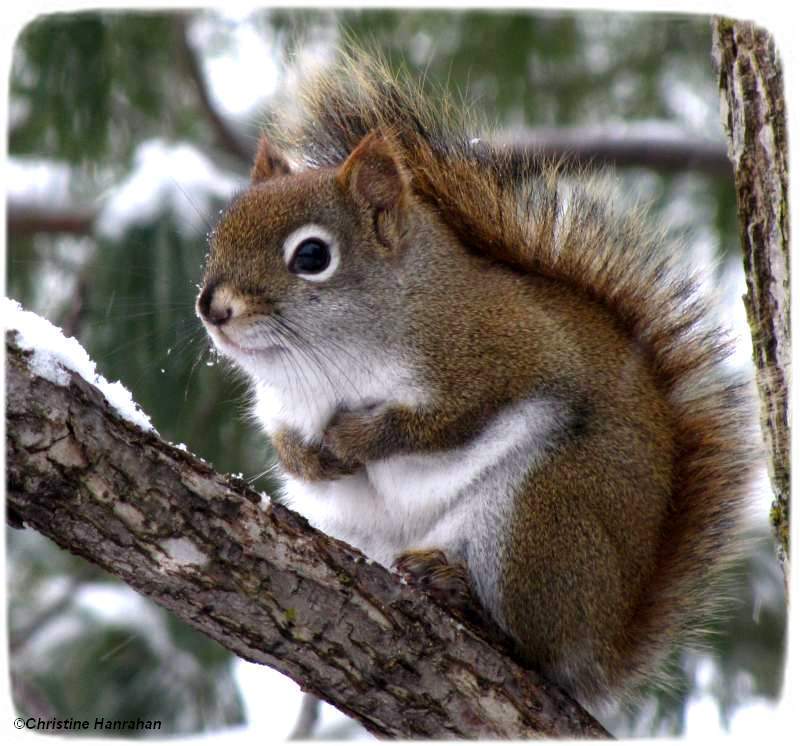 Red squirrel