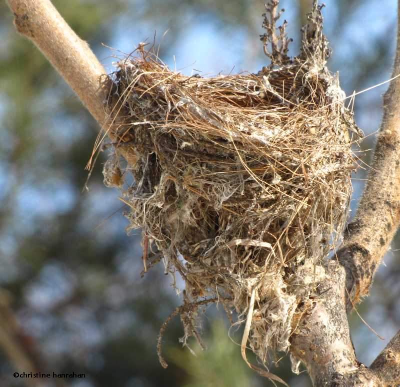 American goldfinch nest