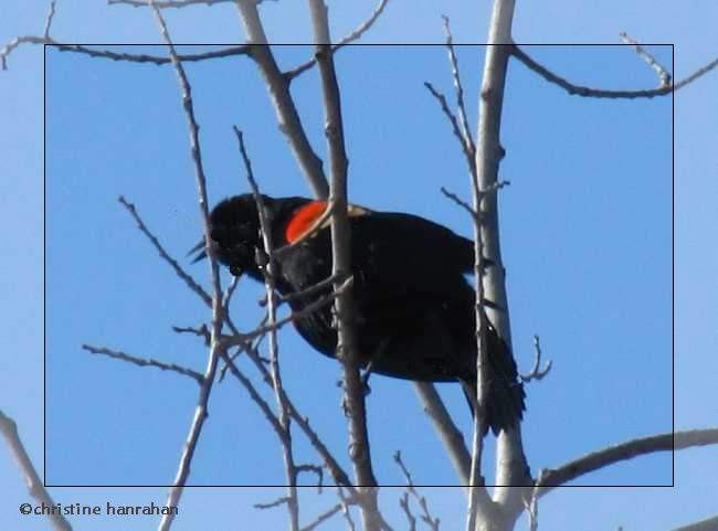Red-winged blackbird