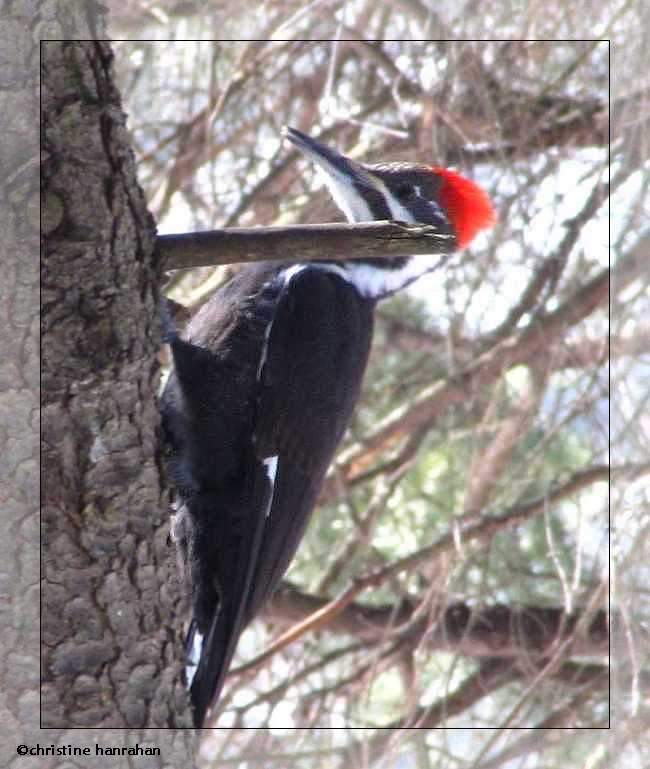 Pileated woodpecker