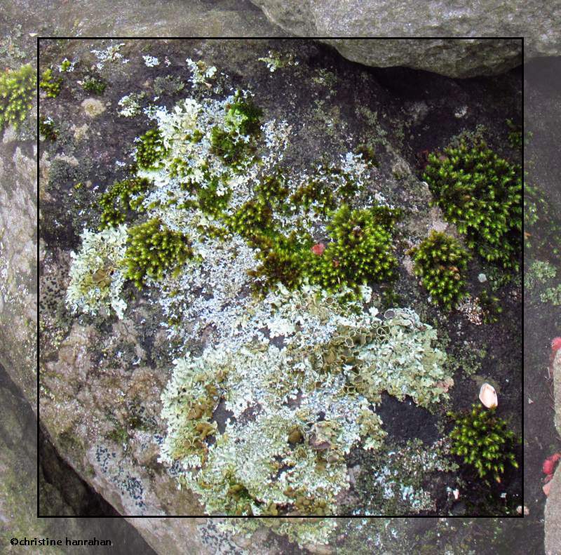 Lichens
