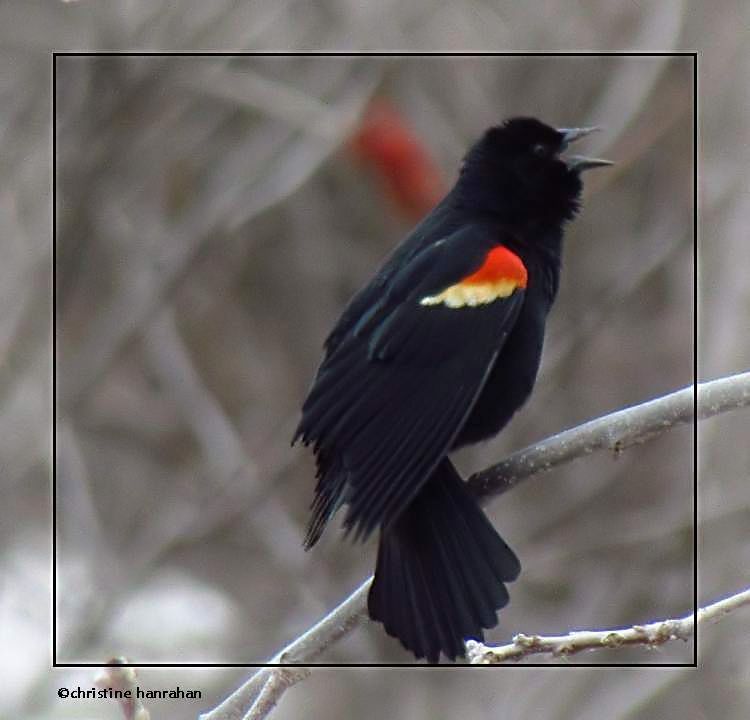 Red-winged blackbird