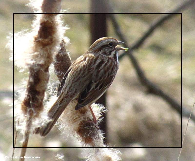 Song sparrow