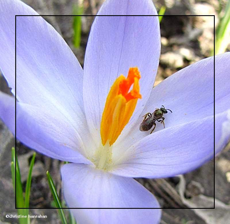 Crocus and bee