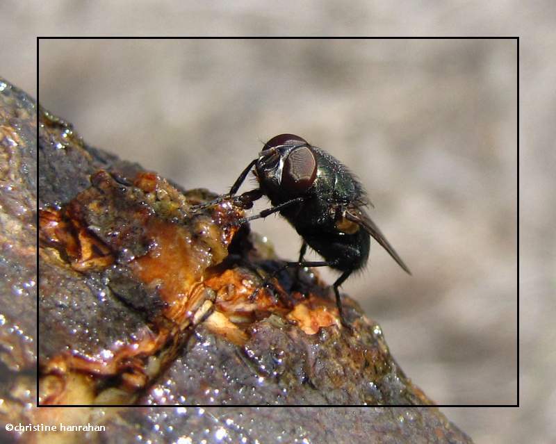 Blow fly, Calliphora species