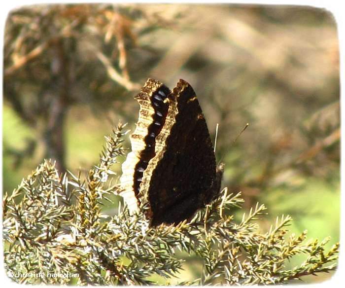 Mourning cloak (Nymphalis antiopa)
