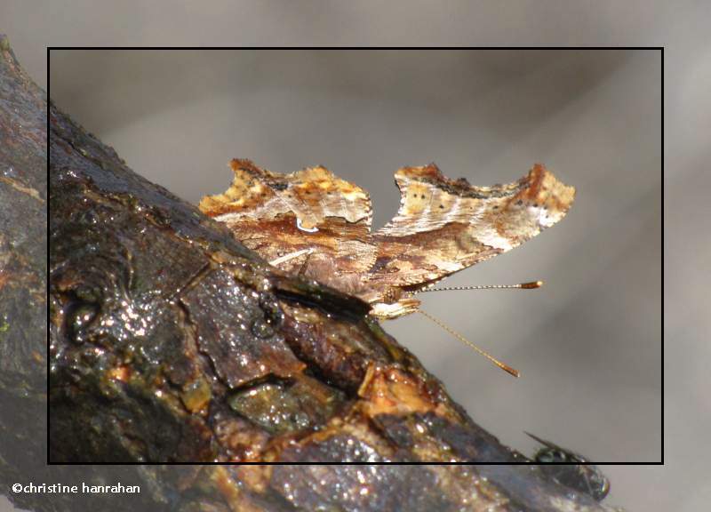 Eastern comma (Polygonia comma)