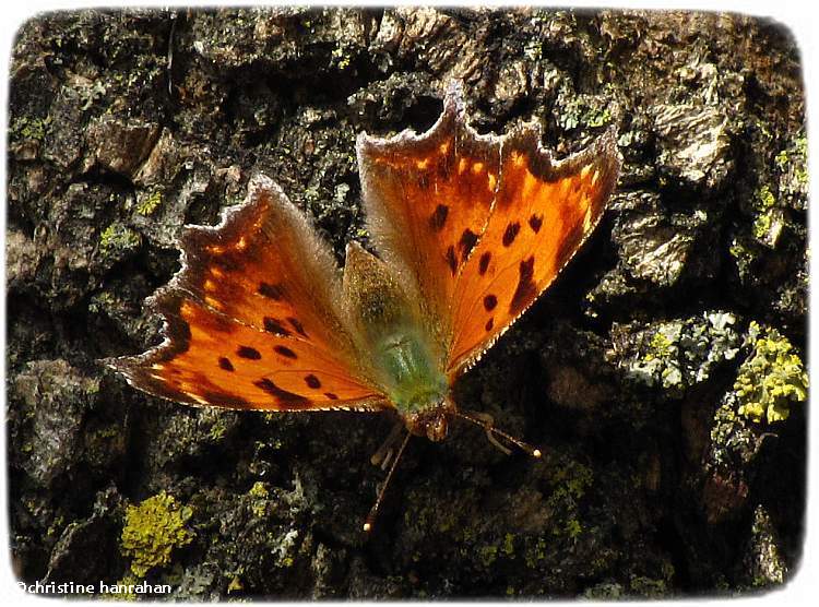 Eastern comma (Polygonia comma)