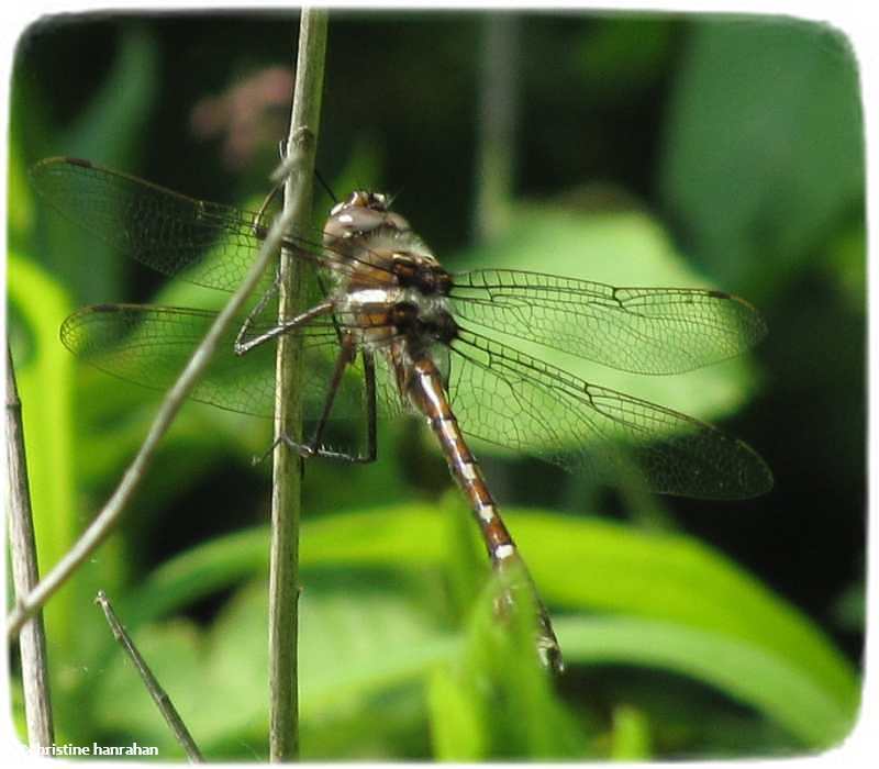 Stream cruiser  (Didymops transversa)