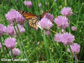 Monarch  nectaring on chives