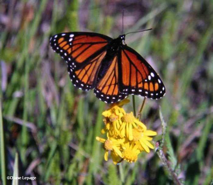 Viceroy nectaring on balsam ragwort (<em>Senecio pauperculus</em>)