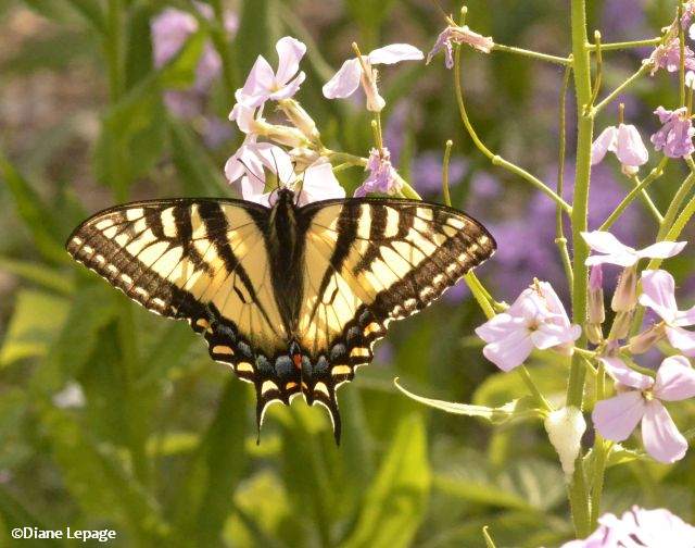 Canadian tiger swallowtail  (Papilio canadensis)