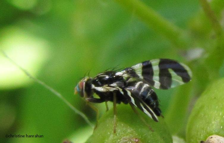 Fruit fly (Tephritidae sp.)