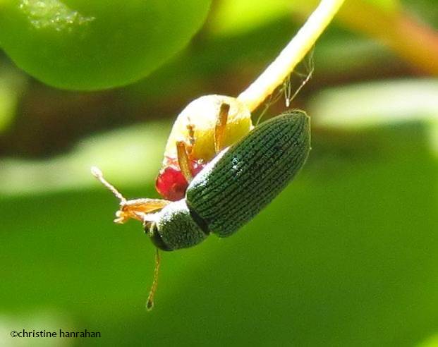 Pale green weevil (Polydrusus impressifrons)