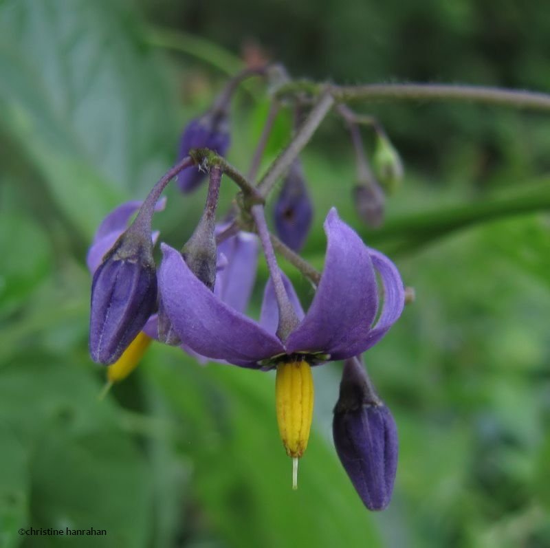 Purple nightshade (Solanum dulcamara)