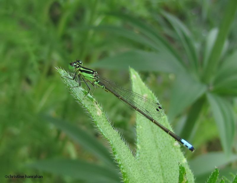 Eastern forktail (Ischnura verticalis), male