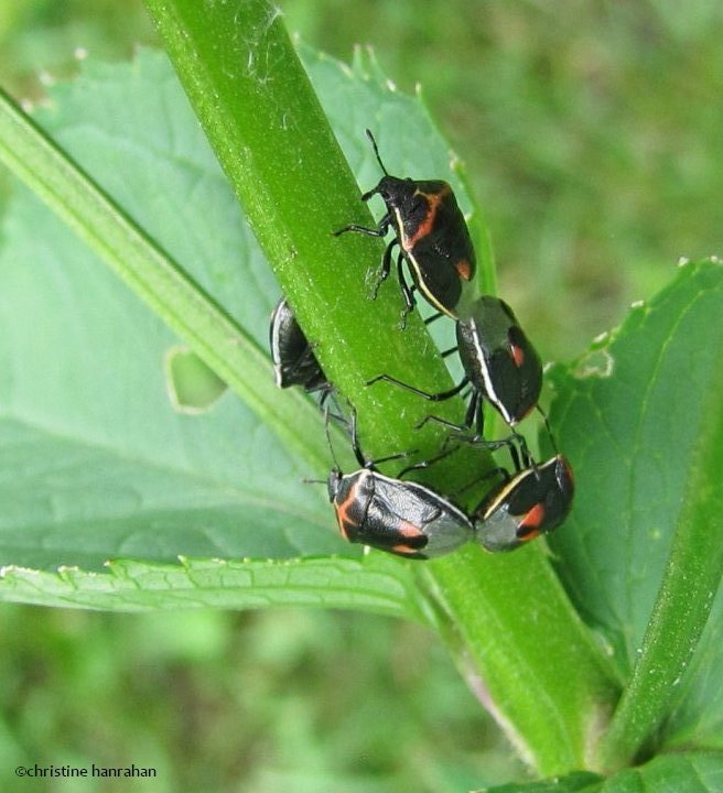 Two-spotted stink bugs (Cosmopepla lintneriana)