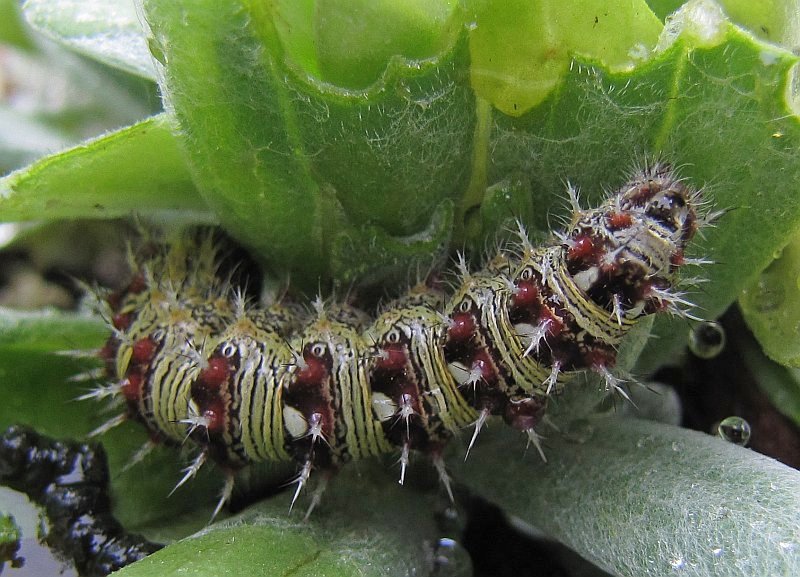 American lady (Vanessa virginiensis) caterpillar