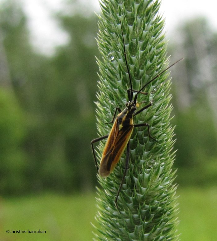 Meadow plant bug  (Leptopterna dolabratus) on timothy grass
