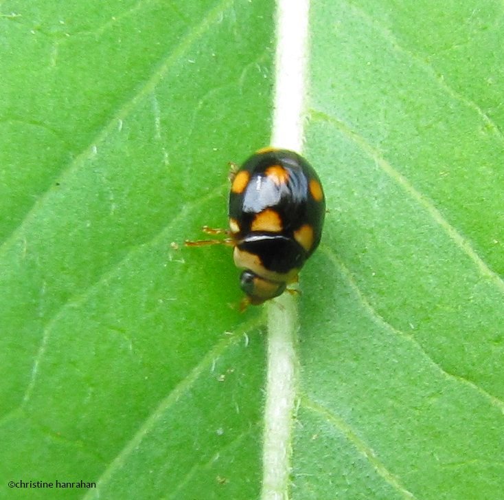Orange-spotted lady beetle (Brachicantha)
