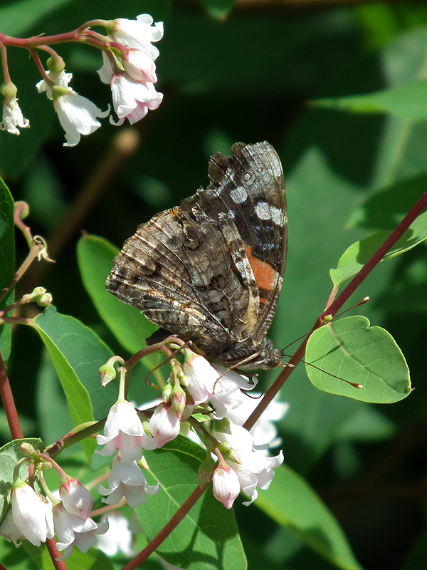 Red admiral (Vanessa atalanta) on dogbane
