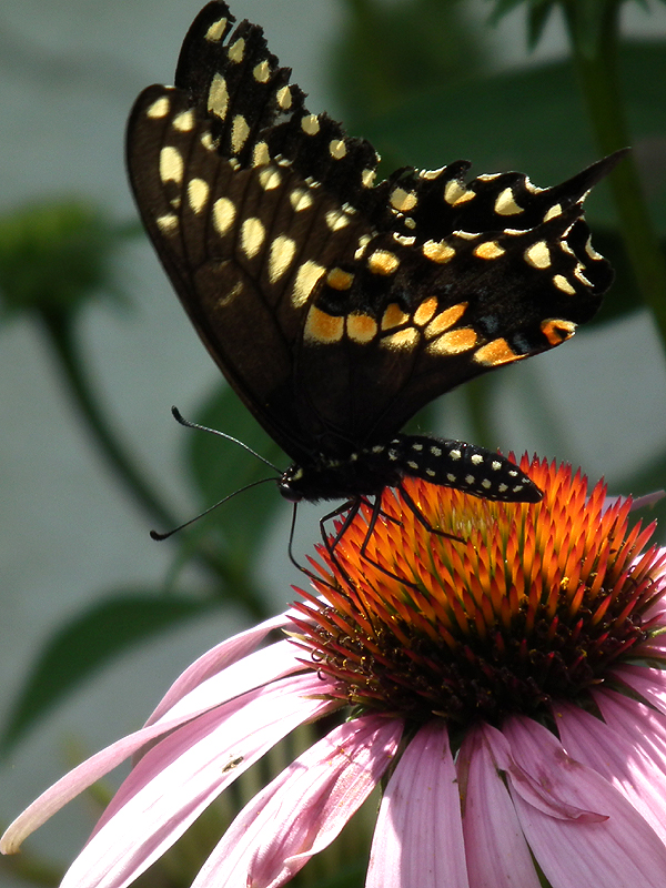 Black swallowtail , male (Papillio polyxenes) visiting purple coneflower