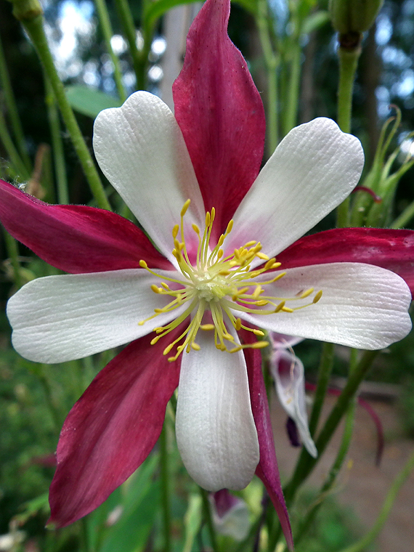 Non-native columbine in the Backyard Garden