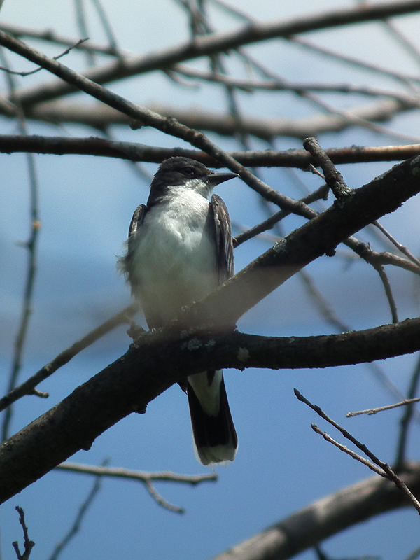 Eastern Kingbird near the Butterfly Meadow
