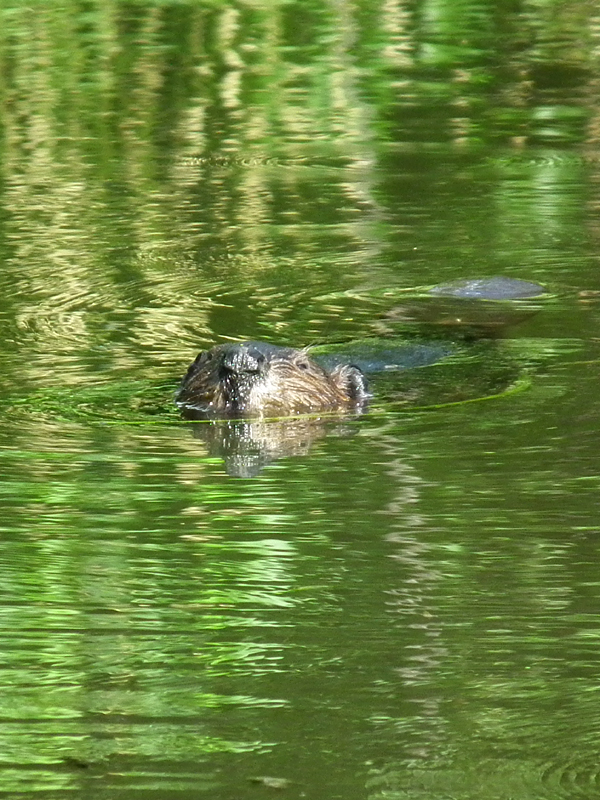 Beaver