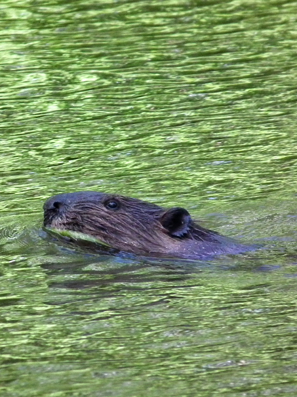 Beaver swimming in the Arboretum