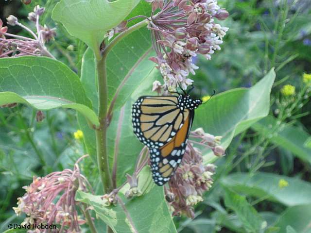 Monarch butterfly on common milkweed